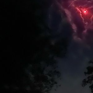 Meet your Posher, Lily